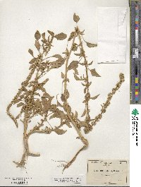 Amaranthus palmeri image