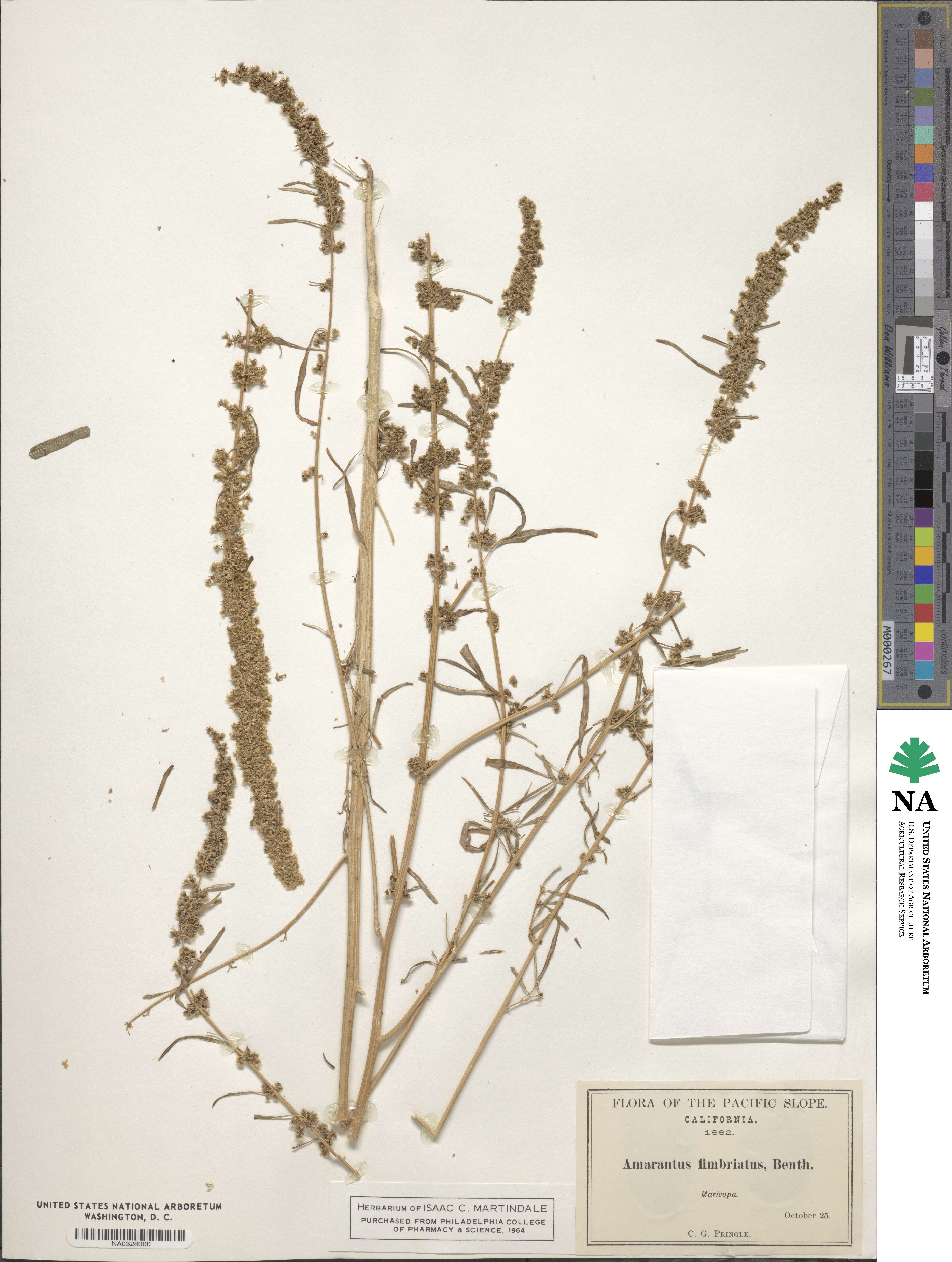 Amaranthus fimbriatus image