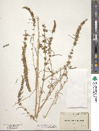 Amaranthus fimbriatus image