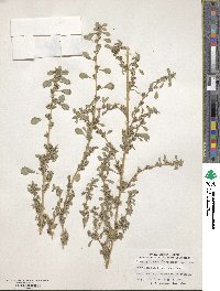 Amaranthus graecizans image