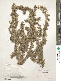 Amaranthus graecizans image