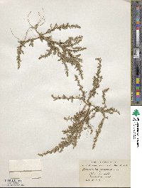 Amaranthus graecizans image