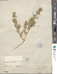 Amaranthus graecizans image