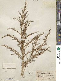 Amaranthus graecizans image