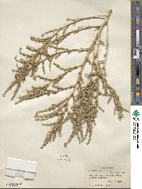 Amaranthus graecizans image