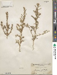 Amaranthus graecizans image