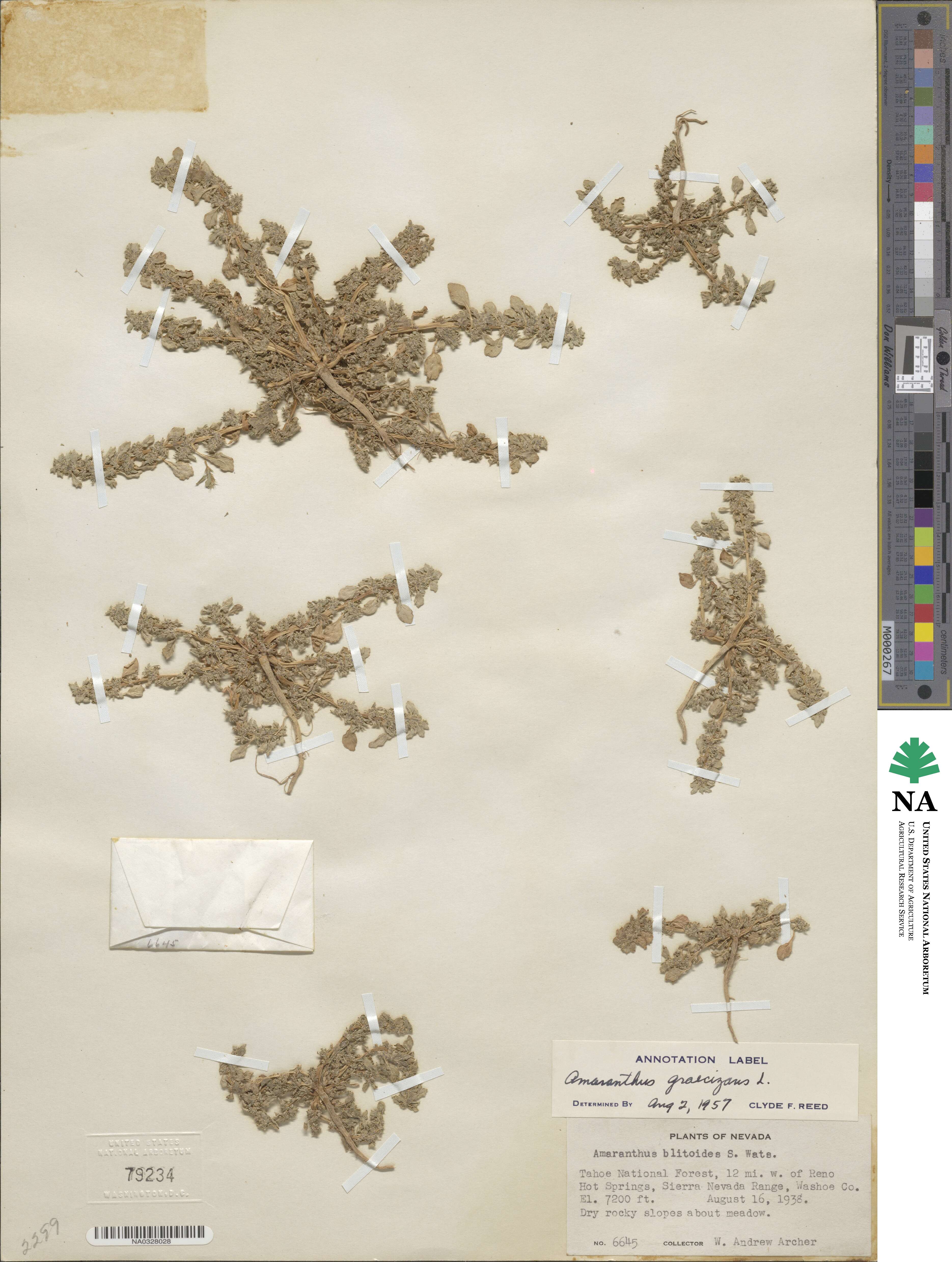 Amaranthus graecizans image