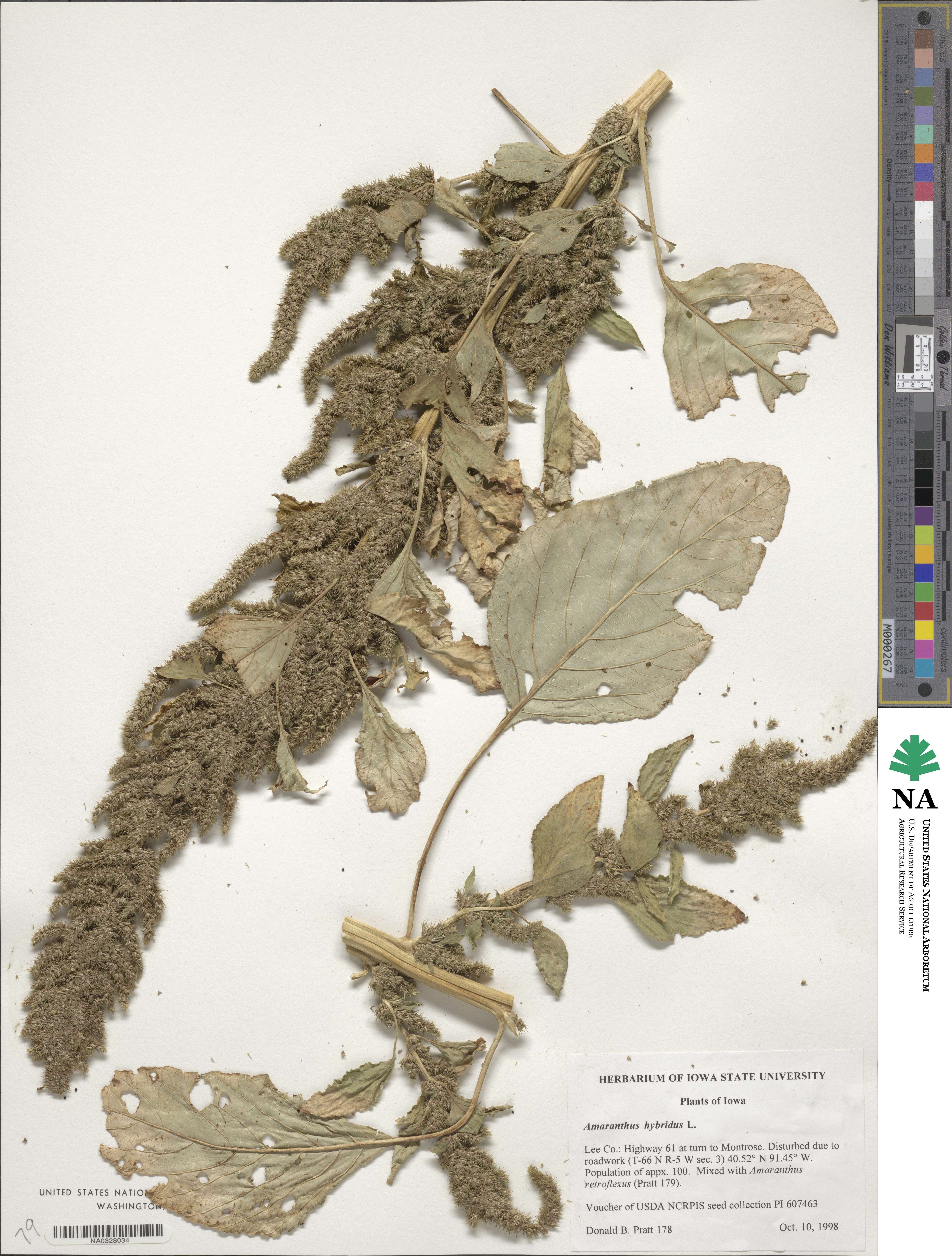 Amaranthus hybridus image