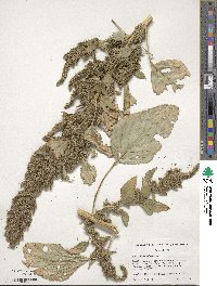 Amaranthus hybridus image