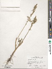 Amaranthus hybridus image