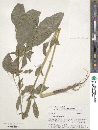 Amaranthus hybridus image