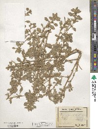 Amaranthus blitoides image