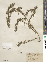 Amaranthus blitoides image