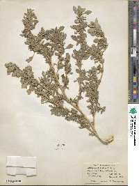 Amaranthus blitoides image