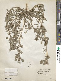 Amaranthus blitoides image