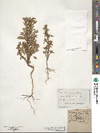 Amaranthus blitum image