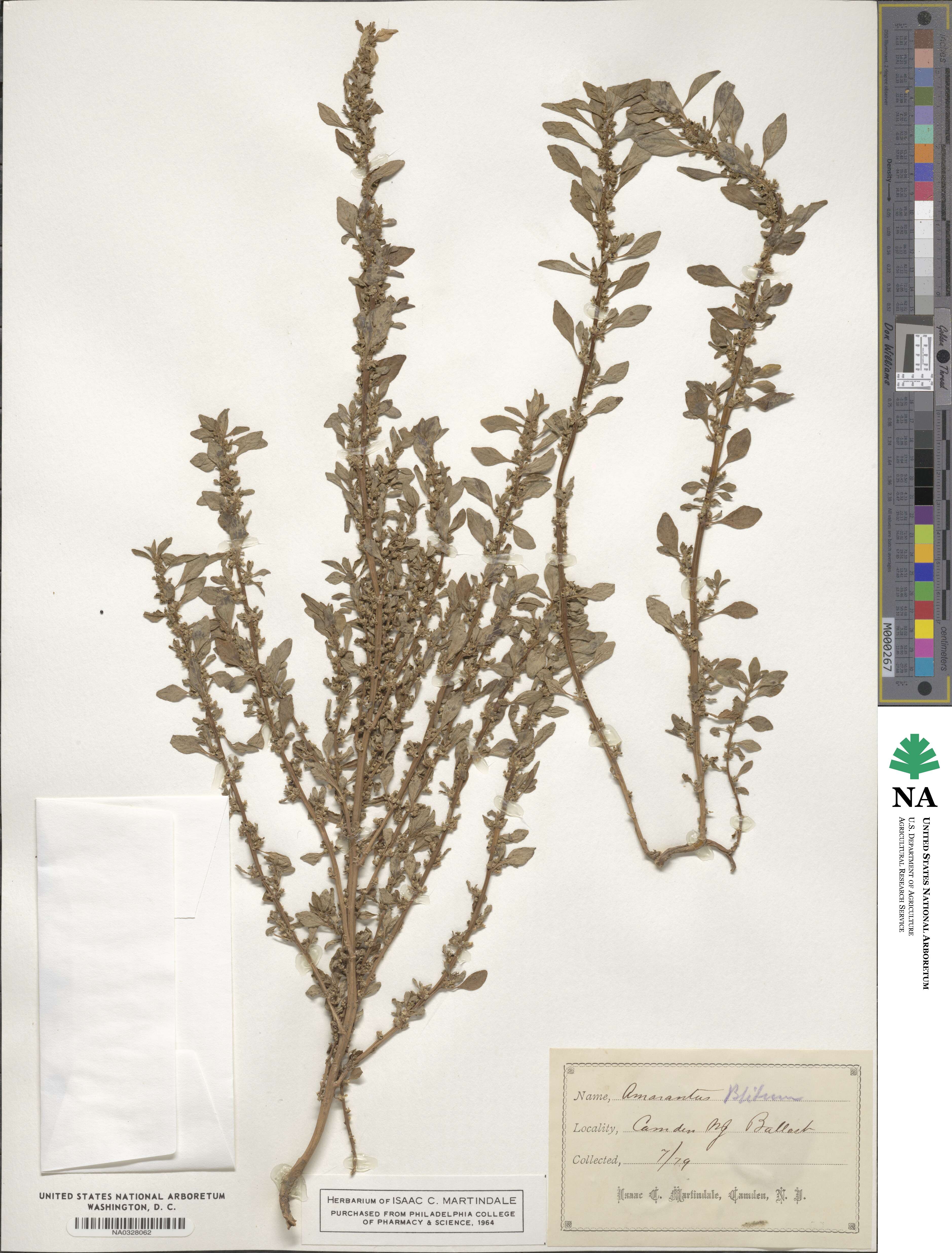 Amaranthus blitum image