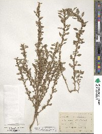 Amaranthus blitum image