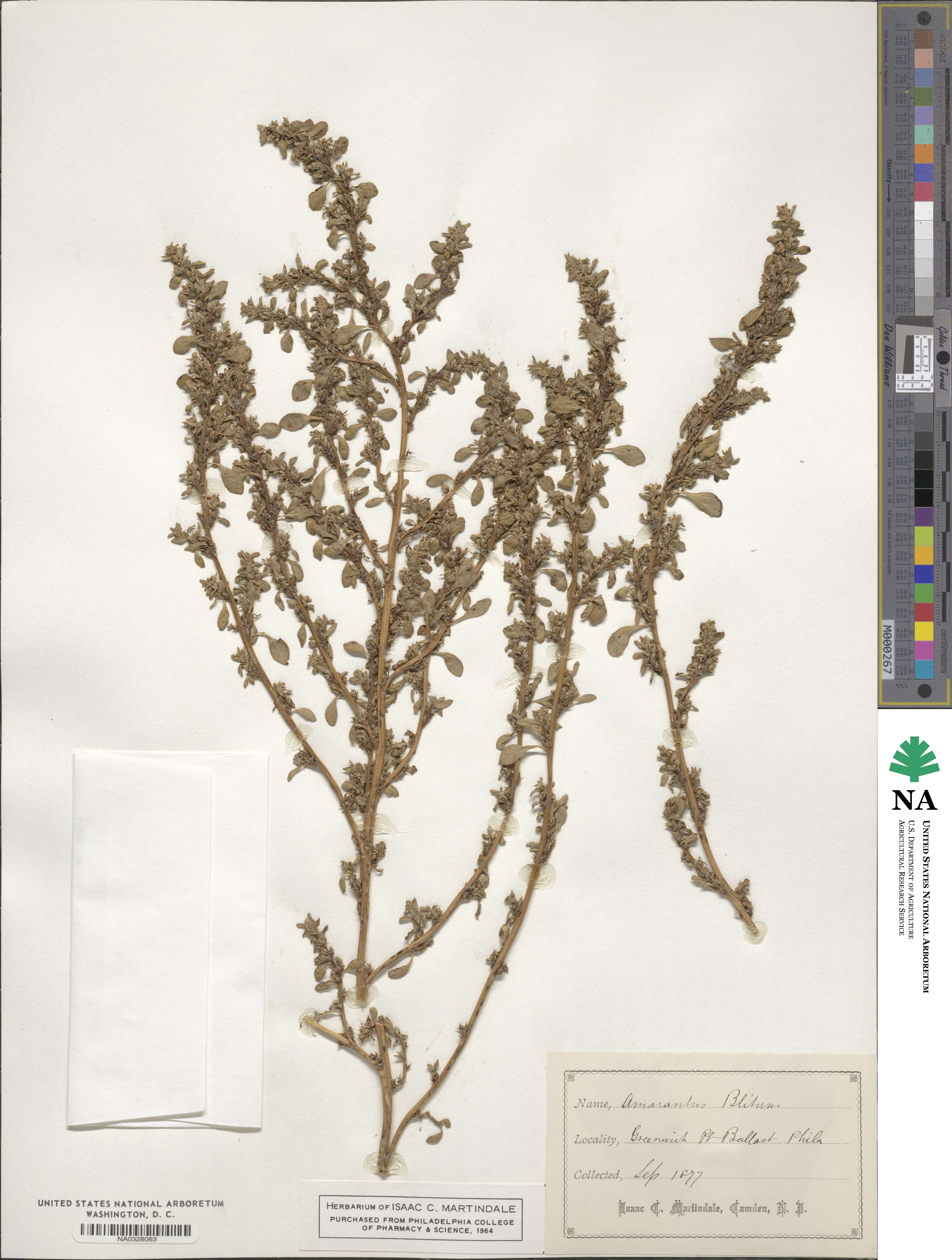 Amaranthus blitum image