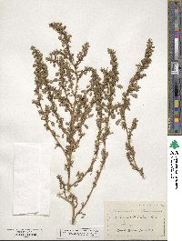 Amaranthus blitum image