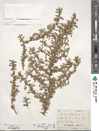 Amaranthus blitum image