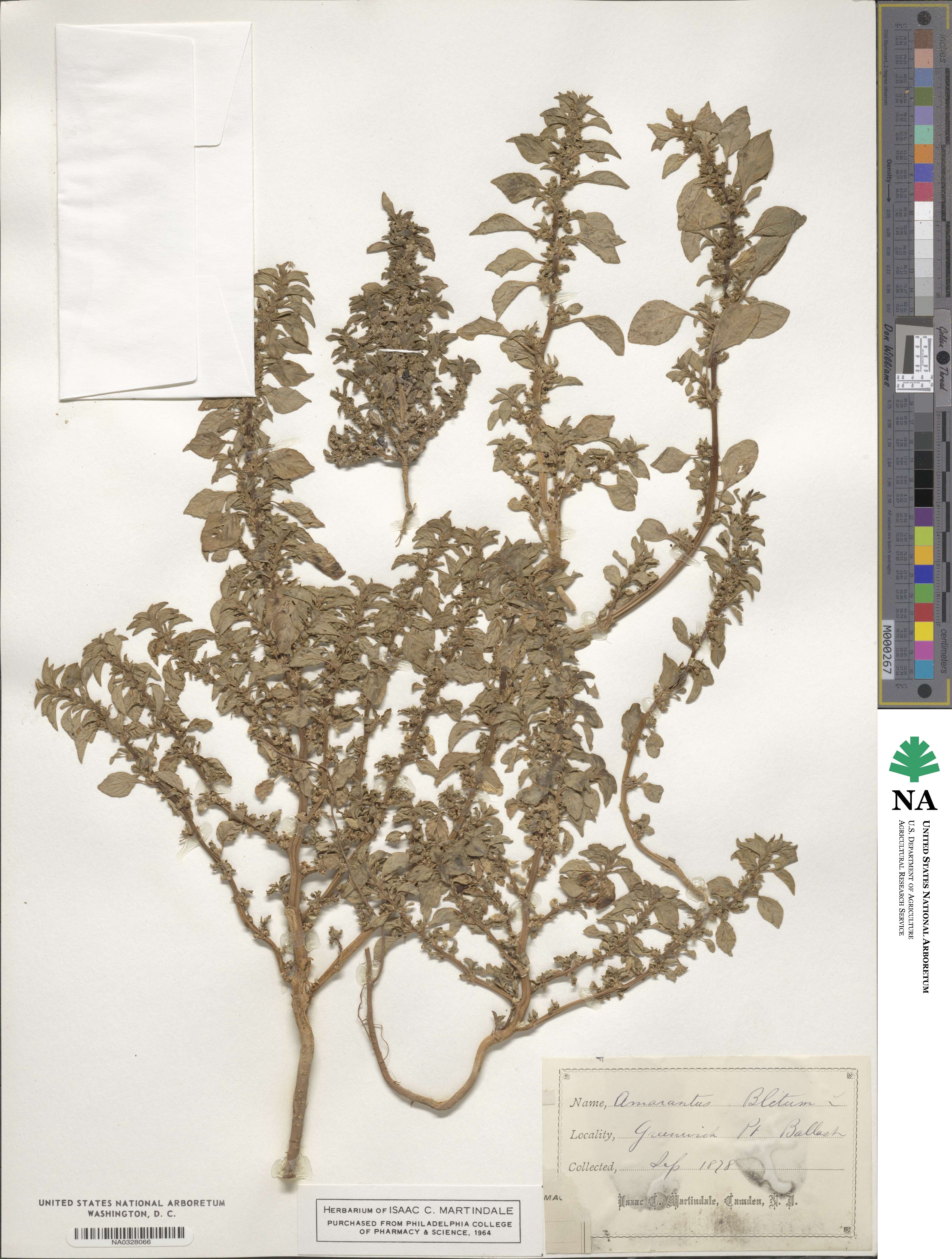 Amaranthus blitum image