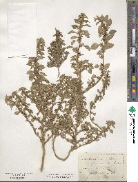 Amaranthus blitum image