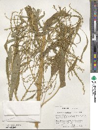 Amaranthus cannabinus image