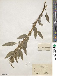 Amaranthus cannabinus image