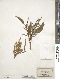 Amaranthus cannabinus image