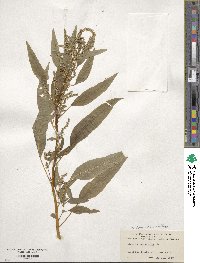 Amaranthus cannabinus image