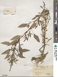 Amaranthus cannabinus image