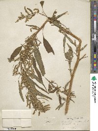 Amaranthus cannabinus image