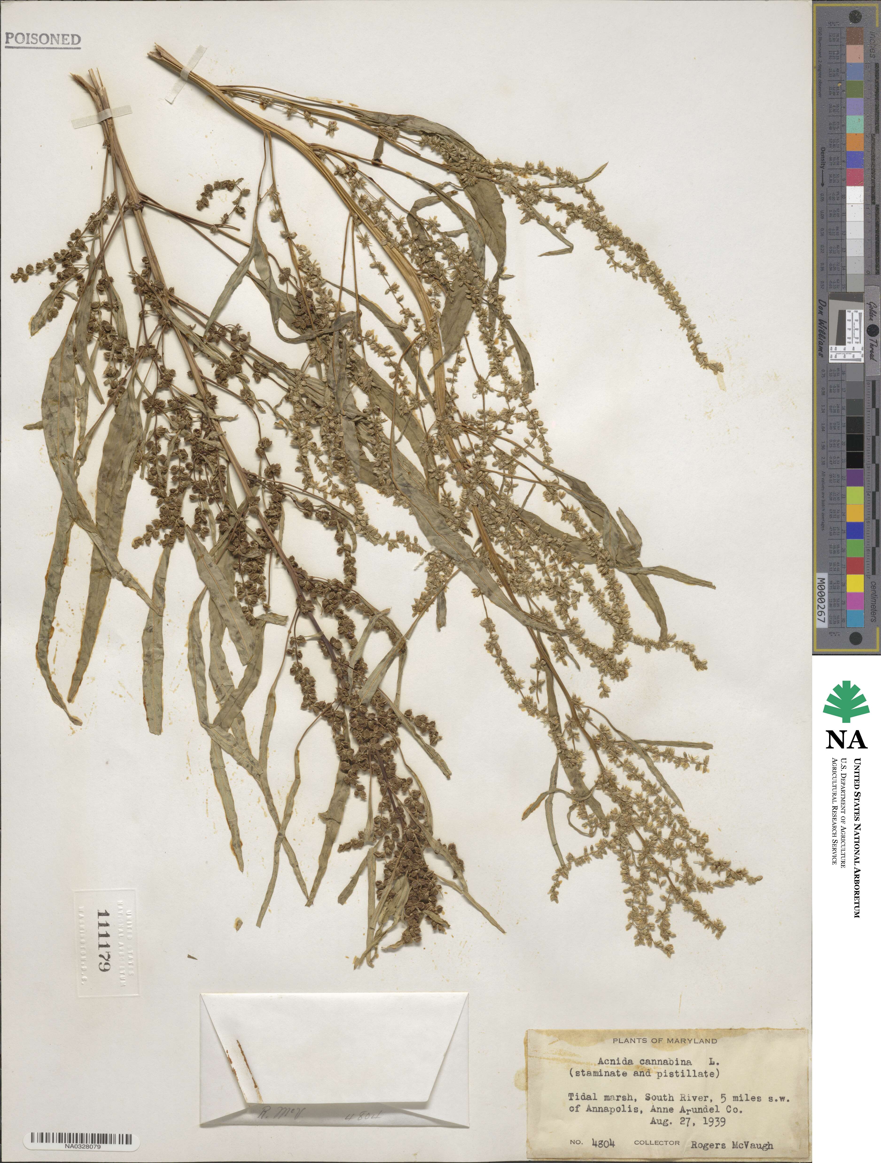 Amaranthus cannabinus image