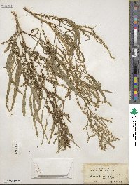 Amaranthus cannabinus image