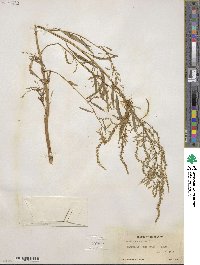 Amaranthus cannabinus image