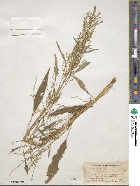 Amaranthus cannabinus image