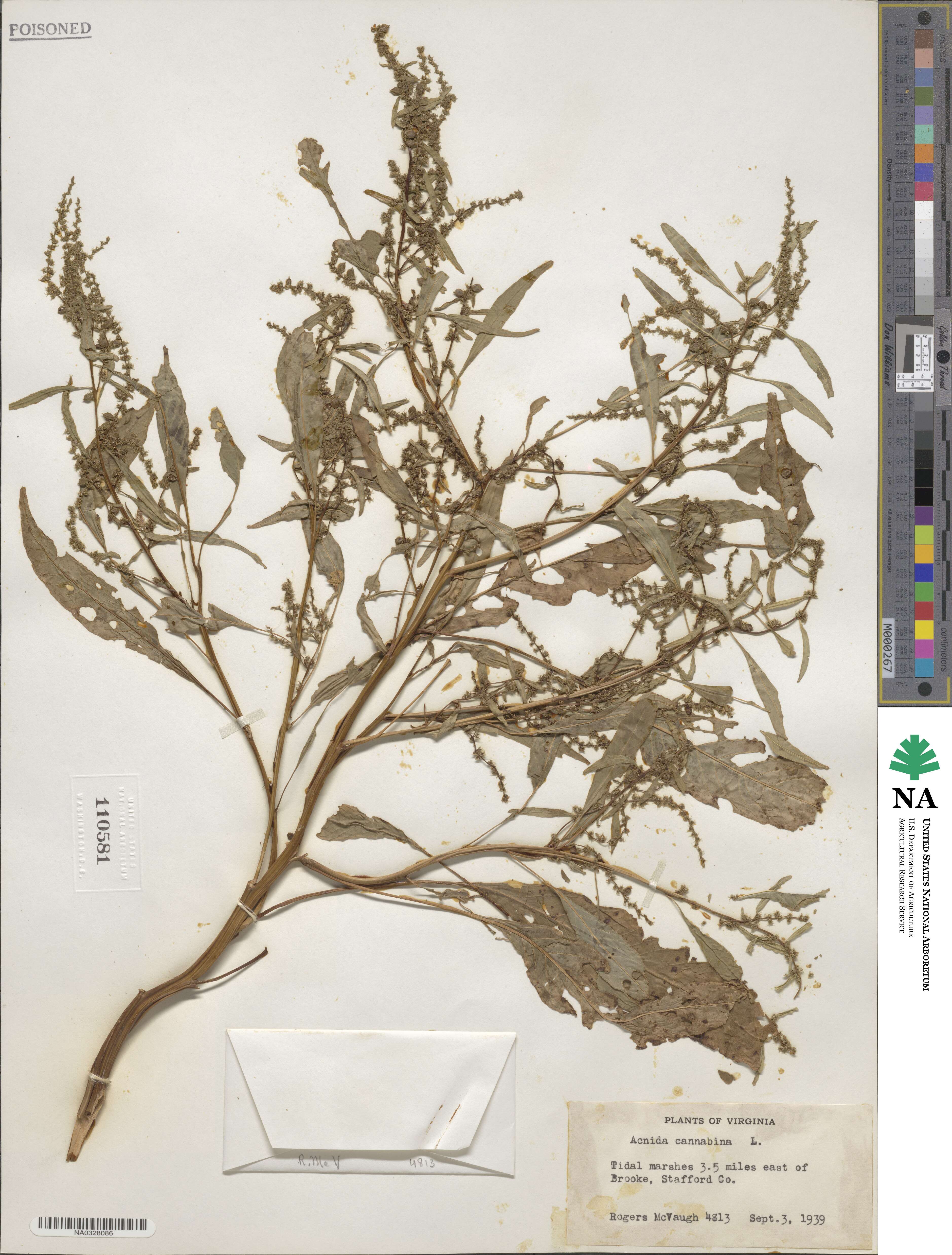 Amaranthus cannabinus image