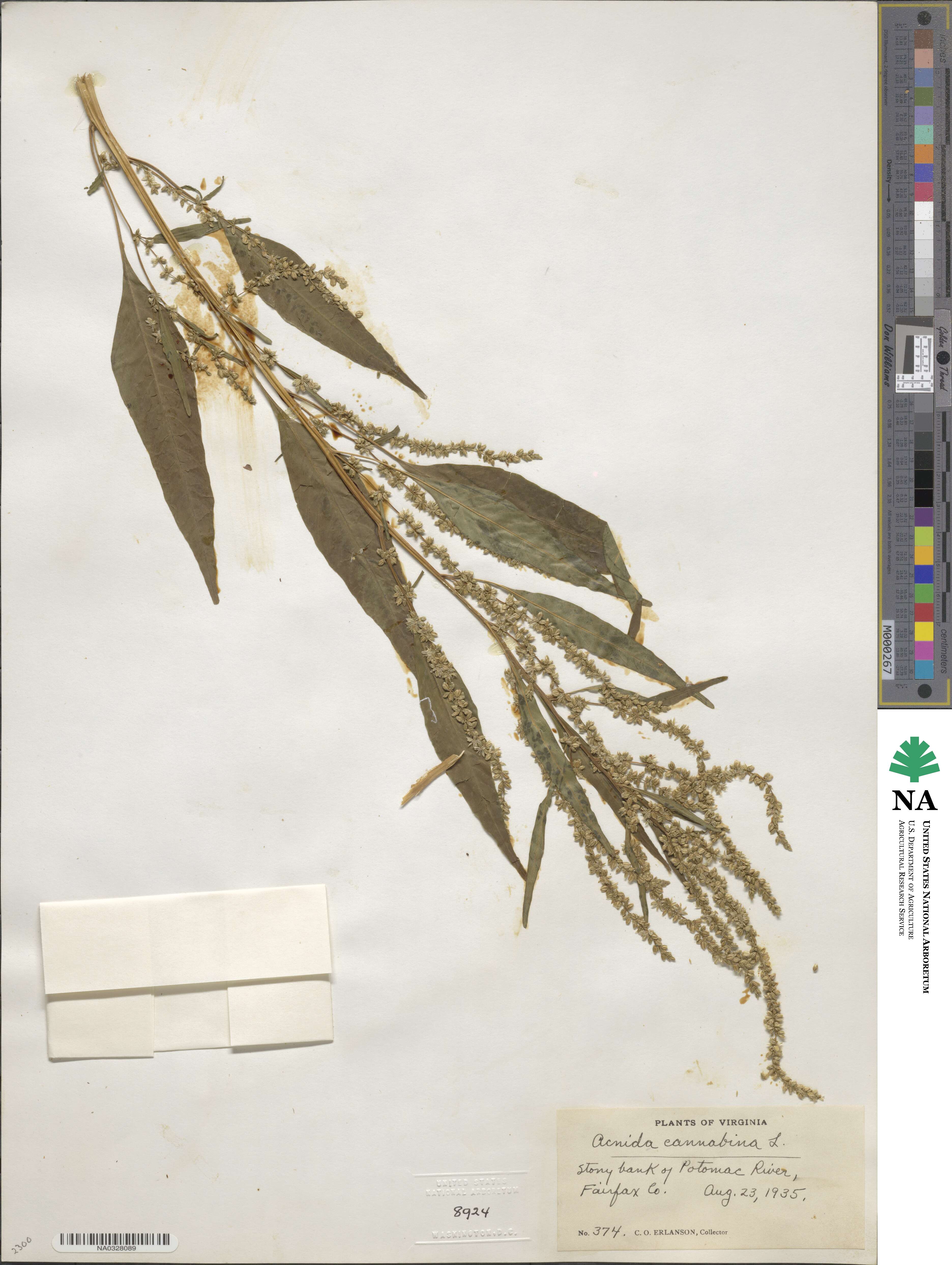 Amaranthus cannabinus image