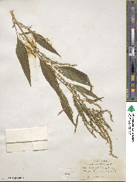 Amaranthus cannabinus image