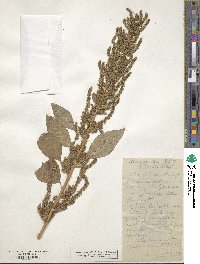 Amaranthus chlorostachys image