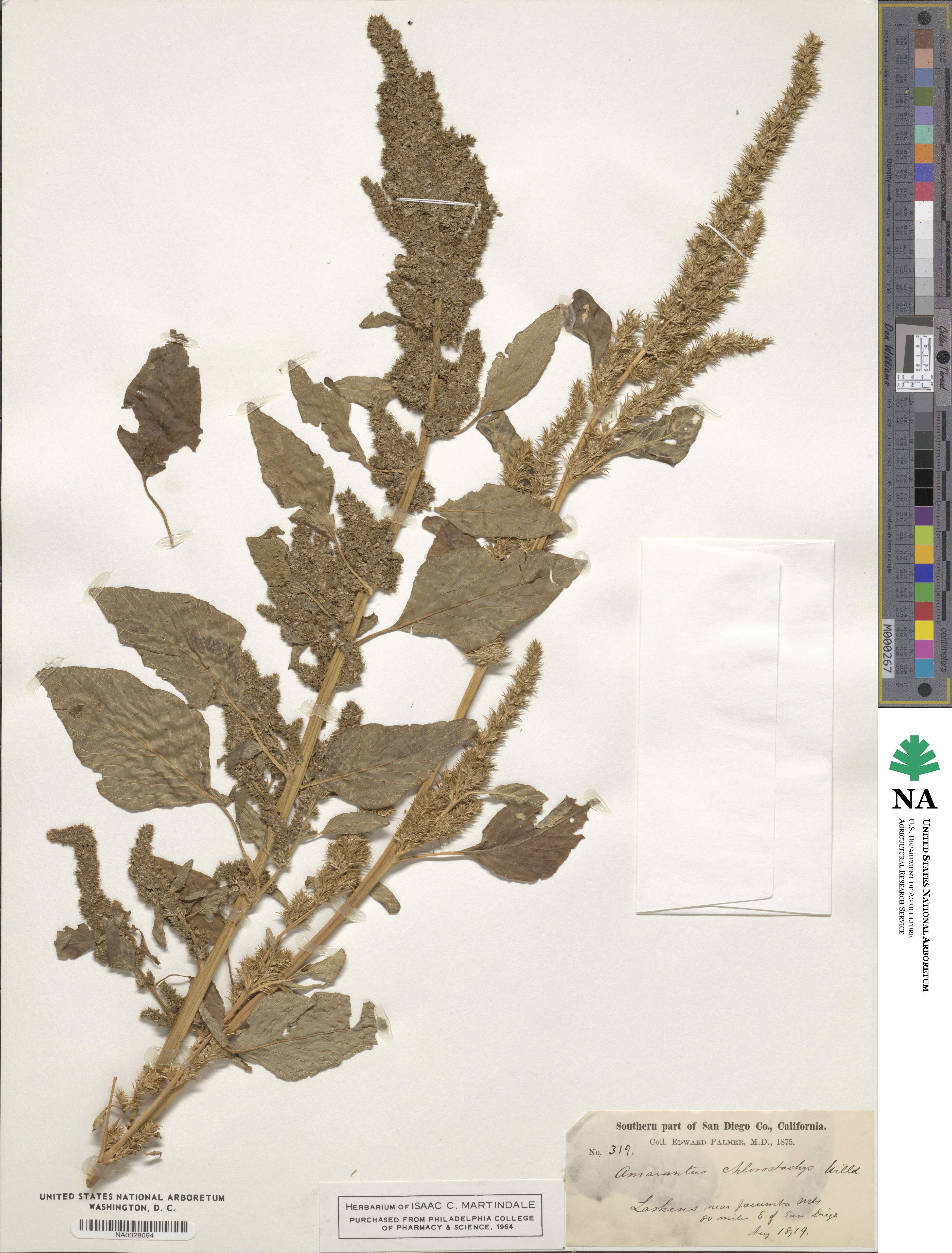 Amaranthus chlorostachys image