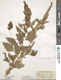 Amaranthus chlorostachys image