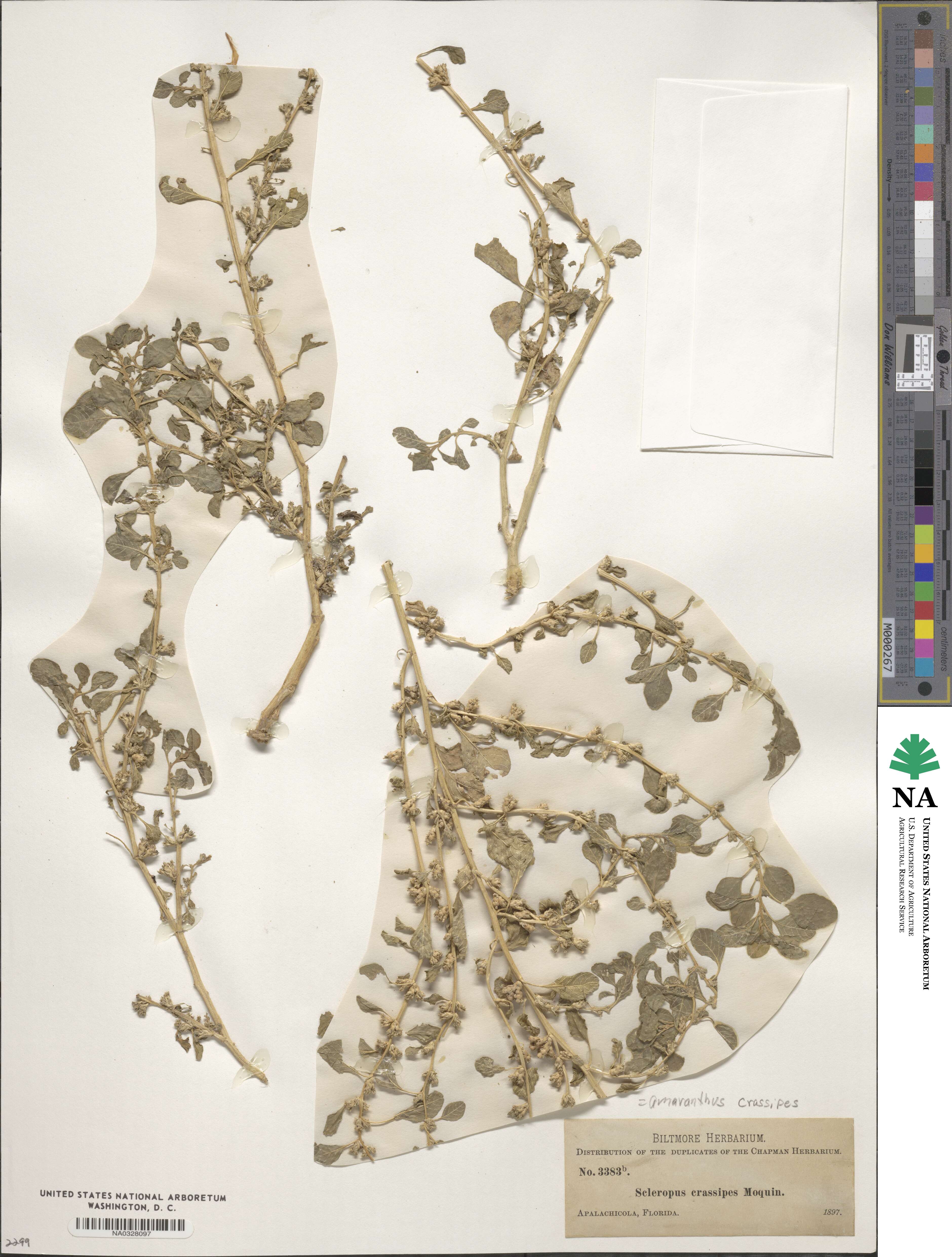 Amaranthus crassipes image
