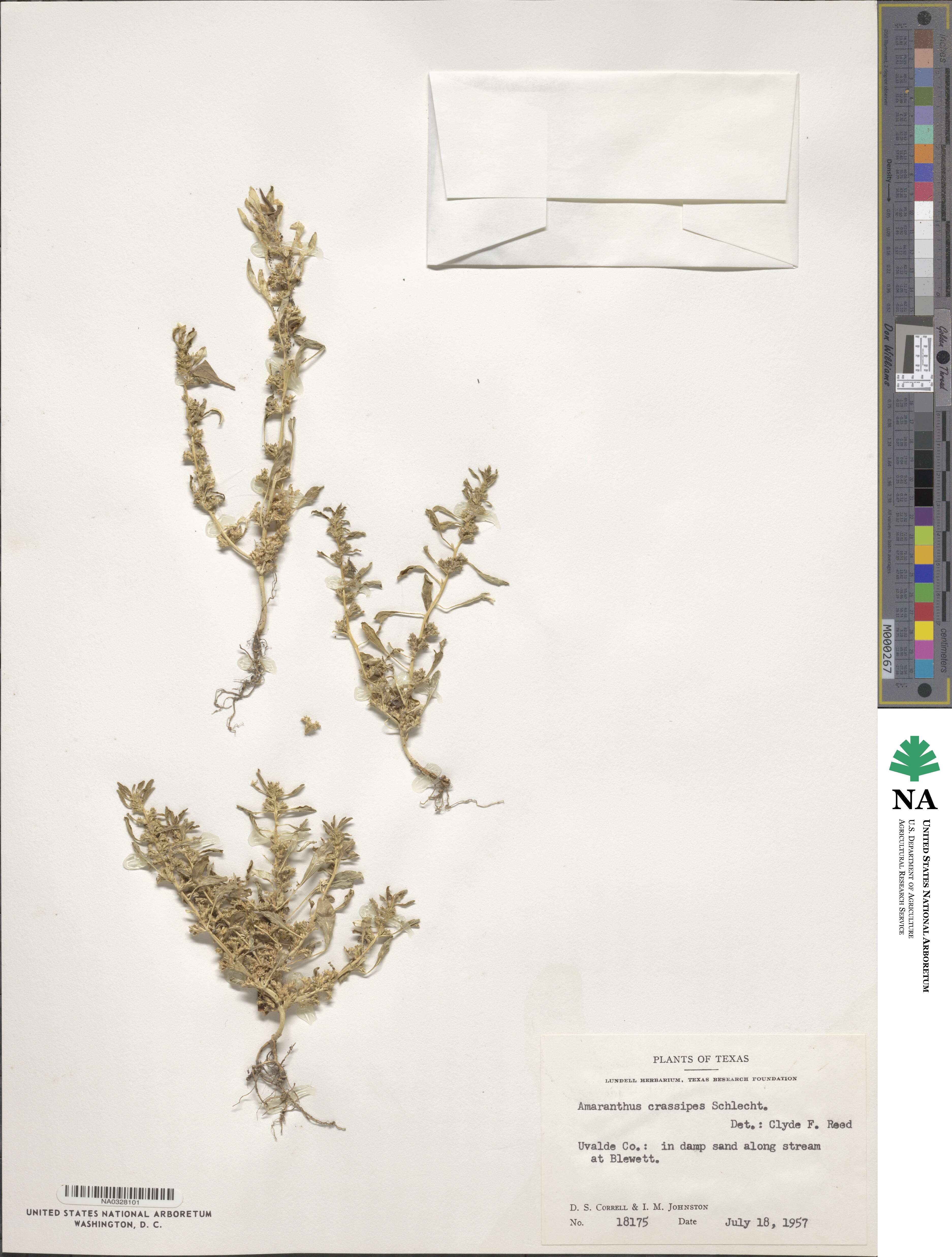 Amaranthus crassipes image