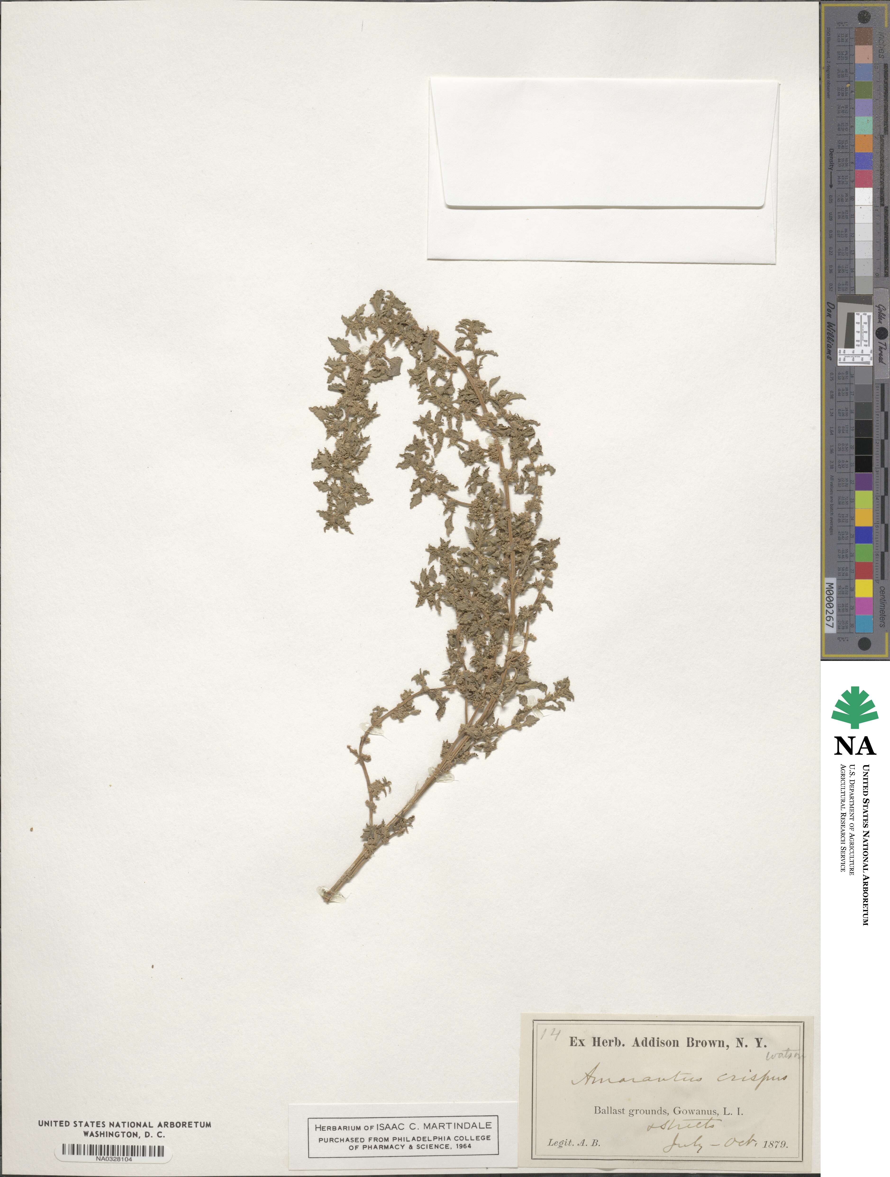 Amaranthus crispus image