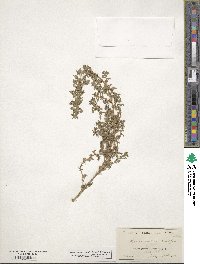 Amaranthus crispus image