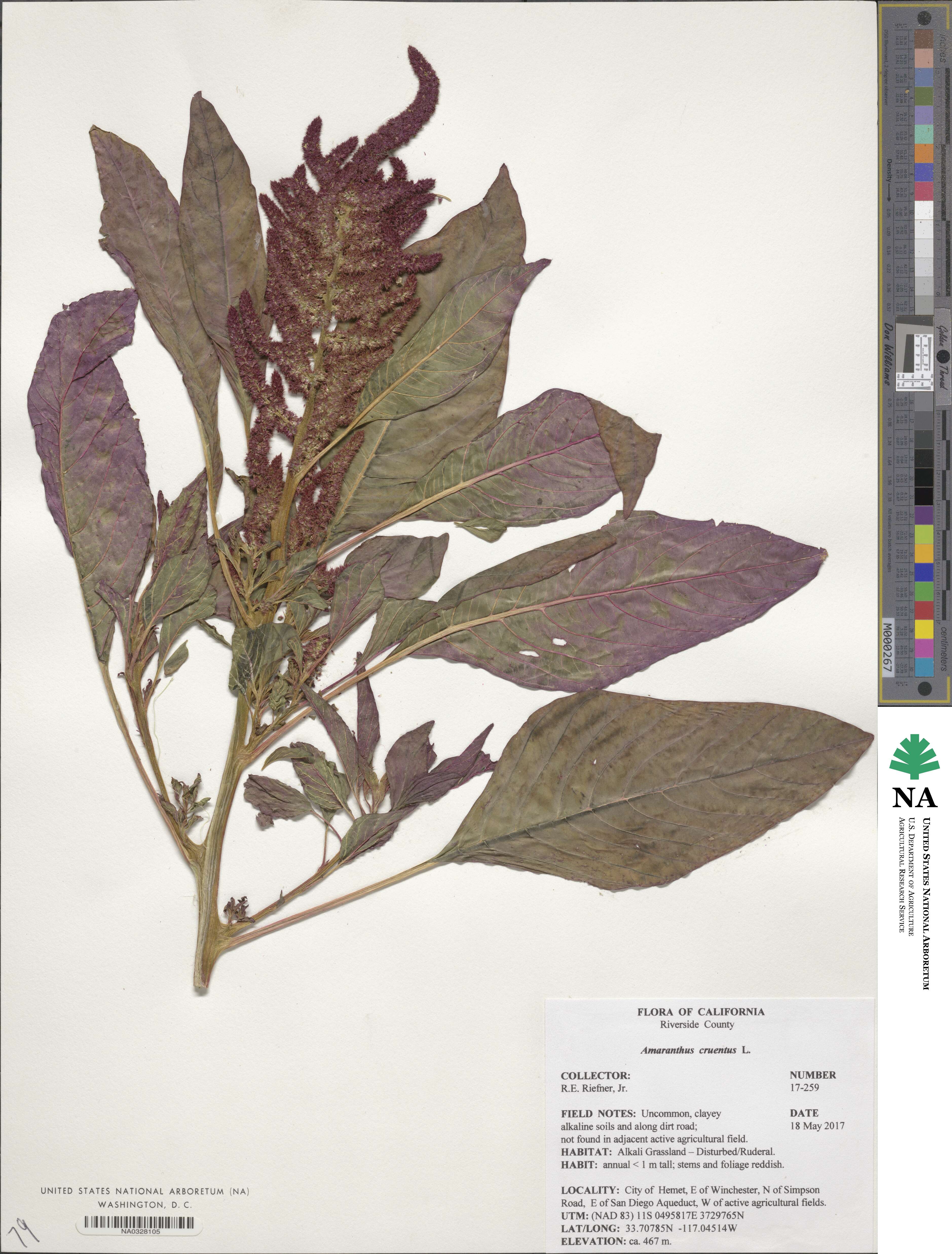 Amaranthus cruentus image