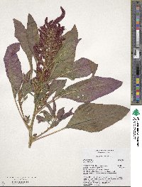 Amaranthus cruentus image