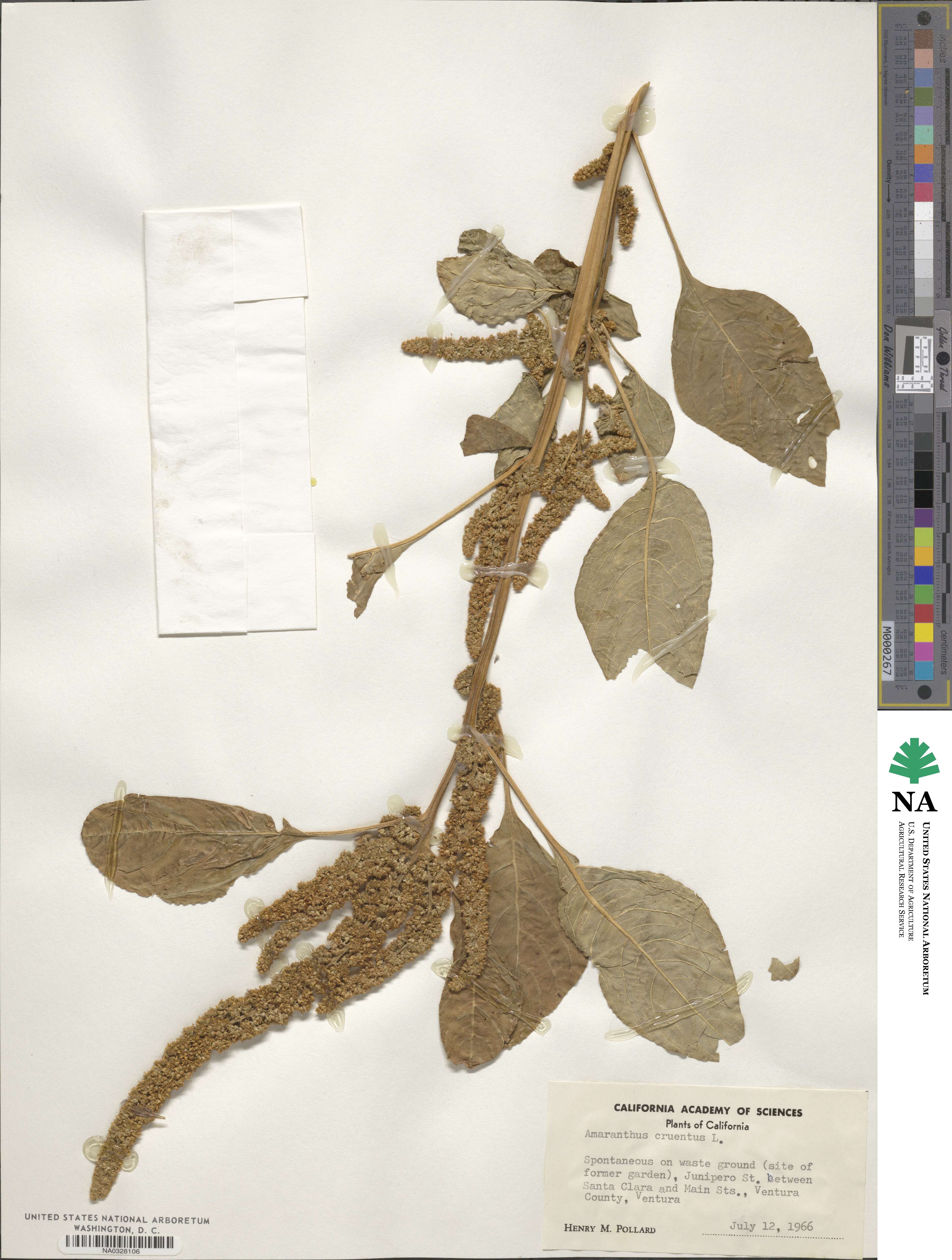 Amaranthus cruentus image